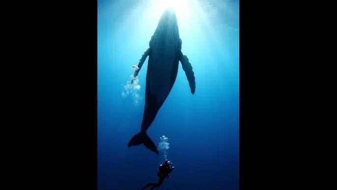 黑暗圣经qvod - 深蓝星球：探索海洋深处的未知世界